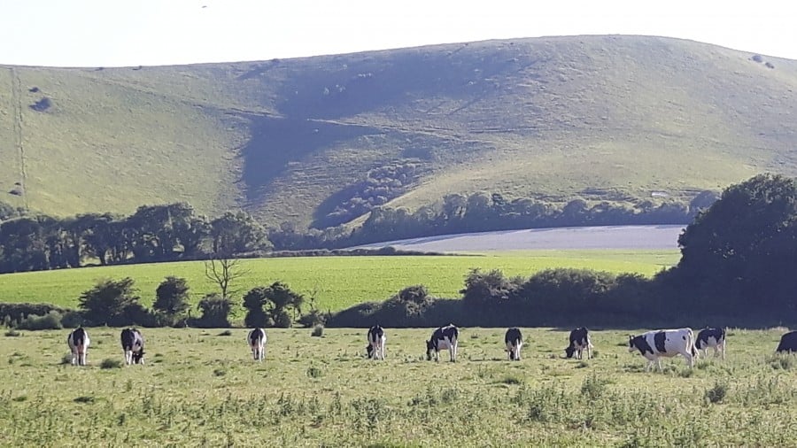 cows in field below South Downs
