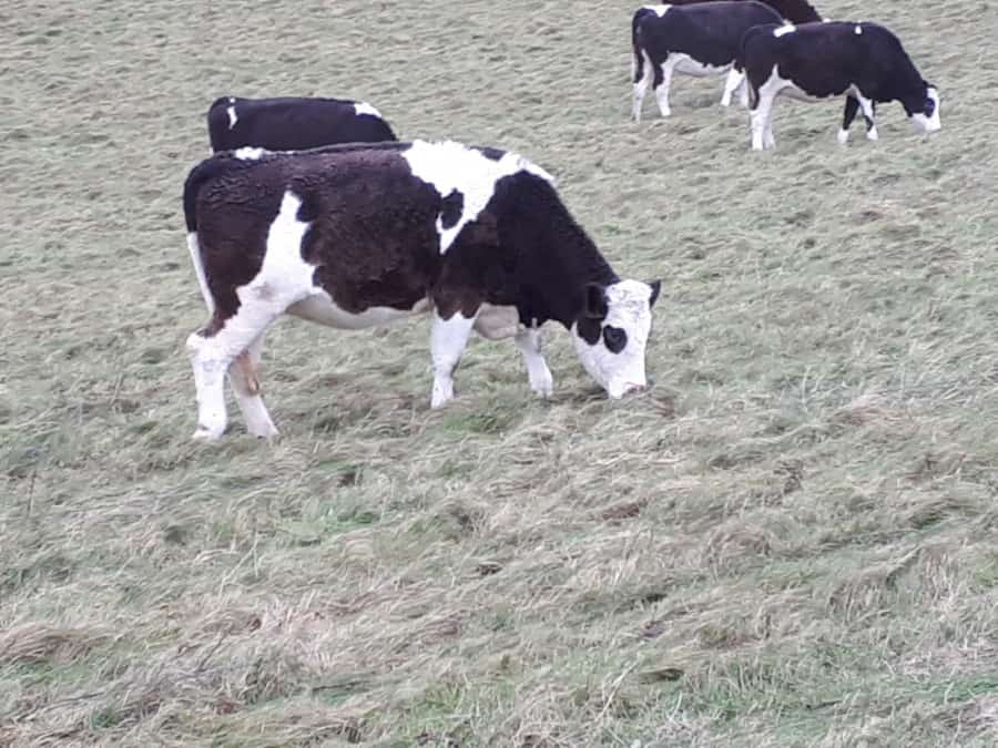 cows in a field