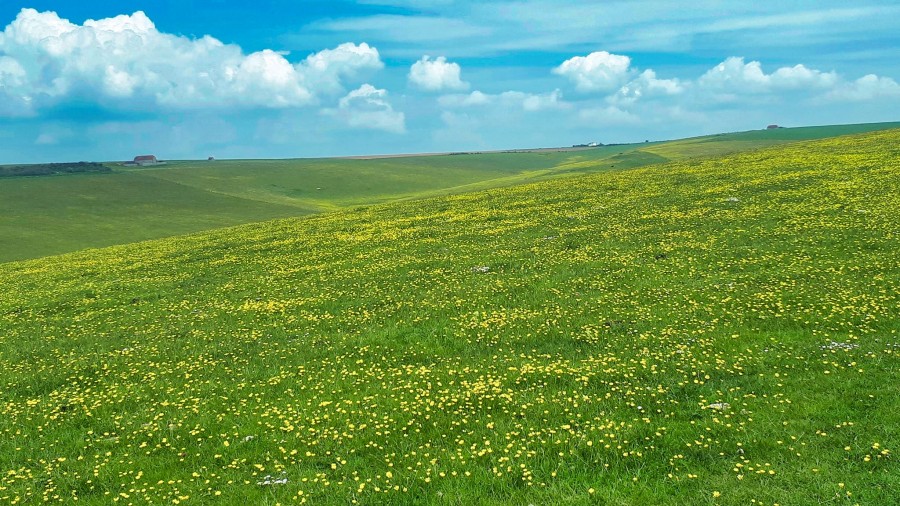 field of buttercups