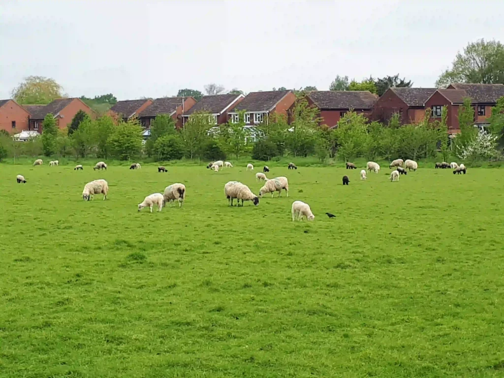 Field of sheep near Hildenborough