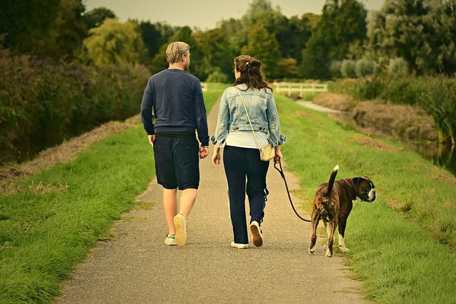 how to prepare your dog for long walks