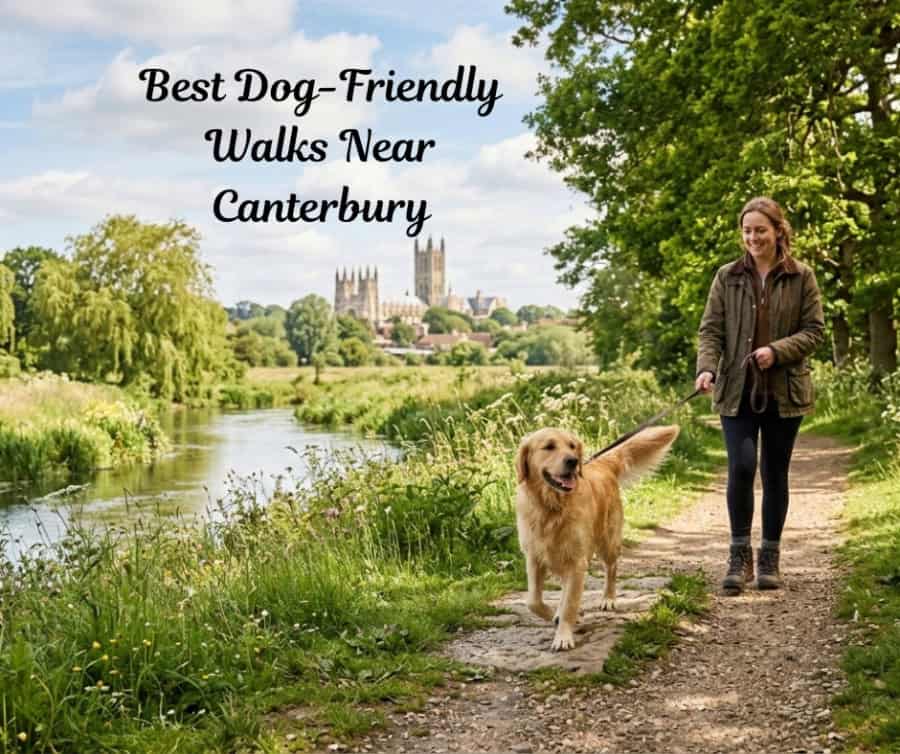 best dog friendly walks near Canterbury